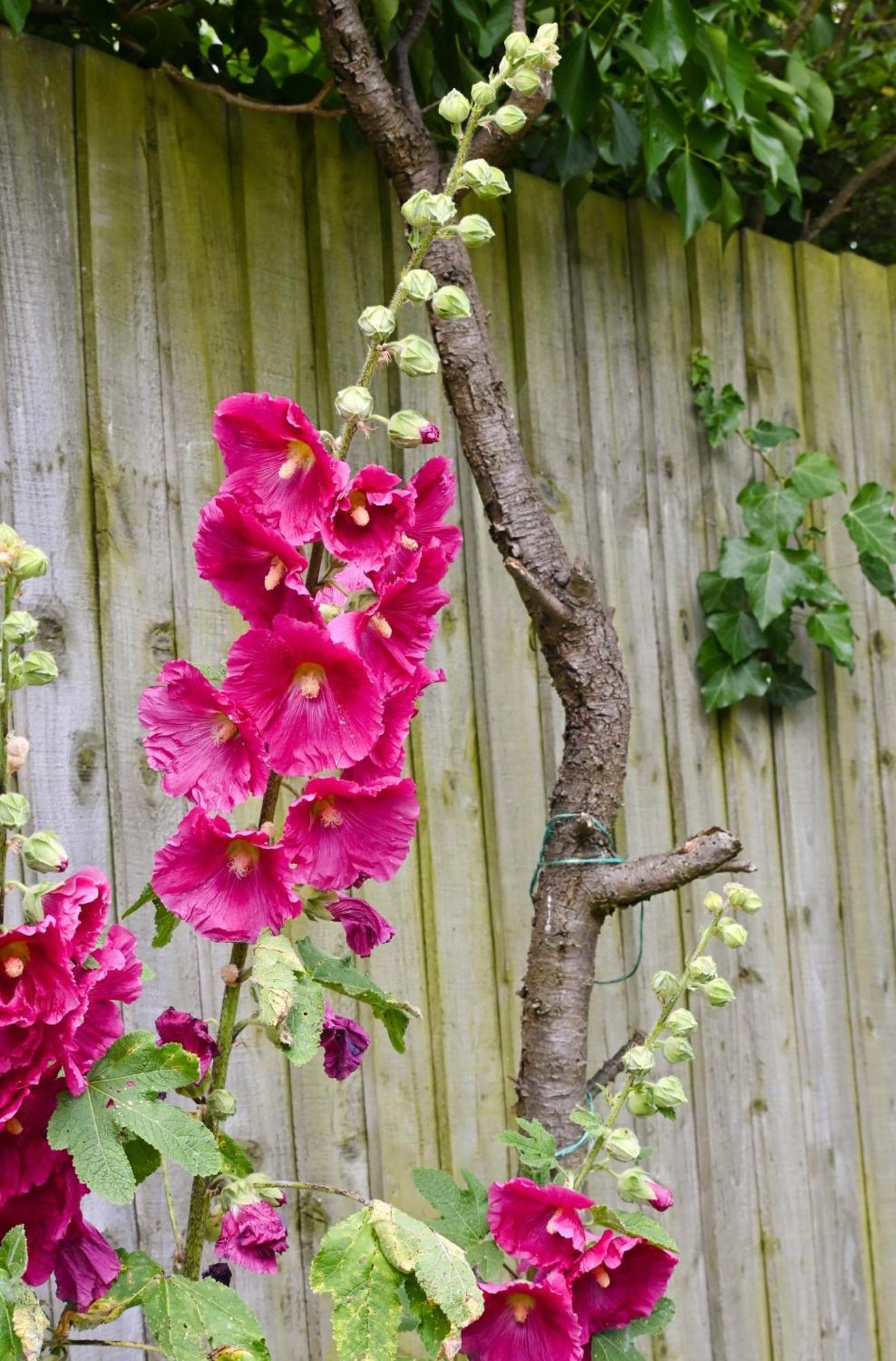 Sweet Pea Cabin Badsey Esterno foto